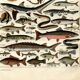 Old engraving 1923 - Fish by A. Millot - Vintage zoological plate