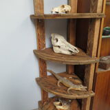 Rustic coniferous wood notch