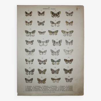 Old illustration of Butterflies - Lithograph from 1887 - Ferrugata - Zoological engraving