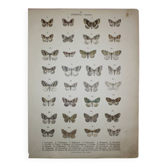 Old illustration of Butterflies - Lithograph from 1887 - Ferrugata - Zoological engraving