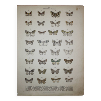 Illustration ancienne de Papillons - Lithographie de 1887 - Ferrugata - Gravure Zoologique