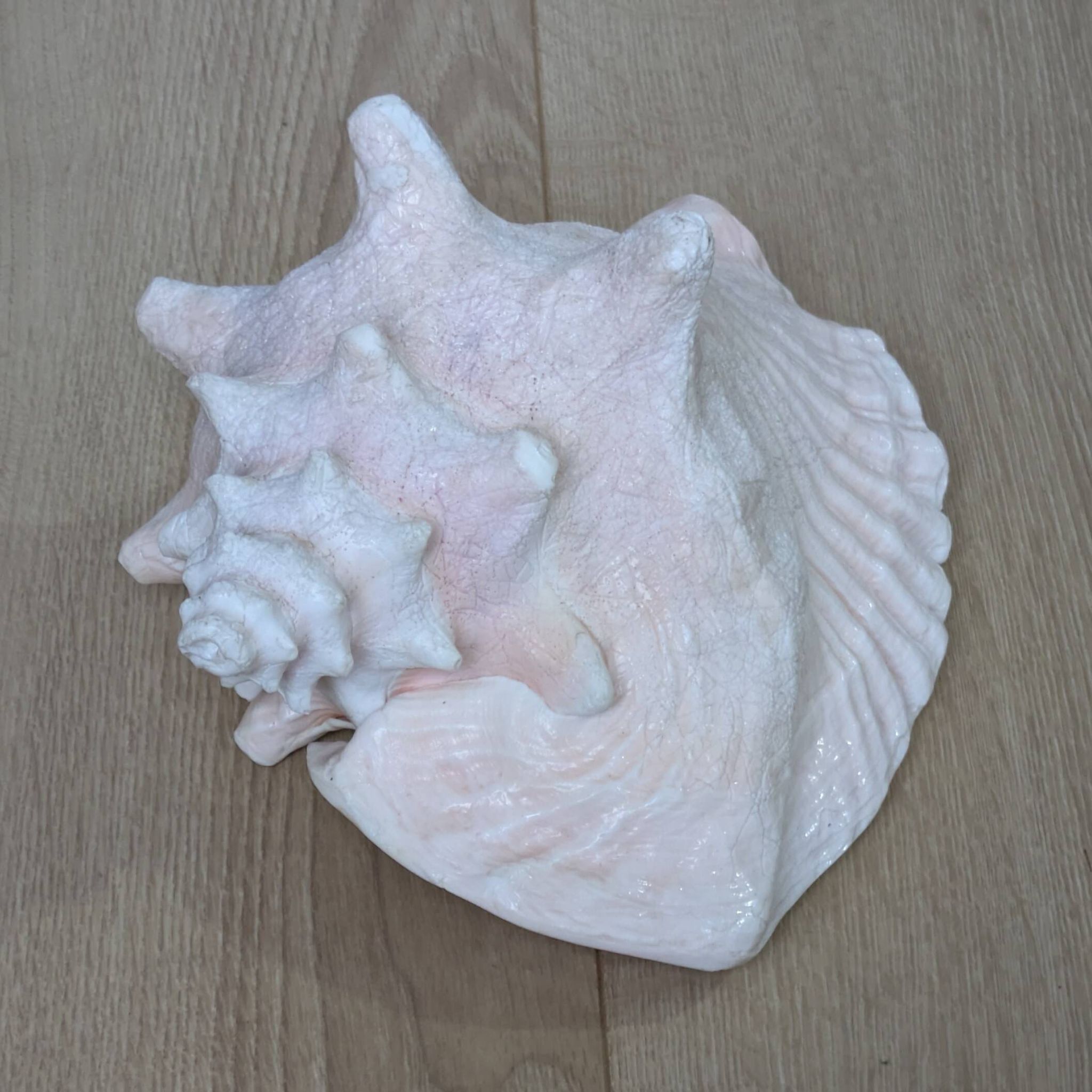Heavy Marine Shell "Lambi" (Strombus Gigas) - Pink Interior - 1.37 kg