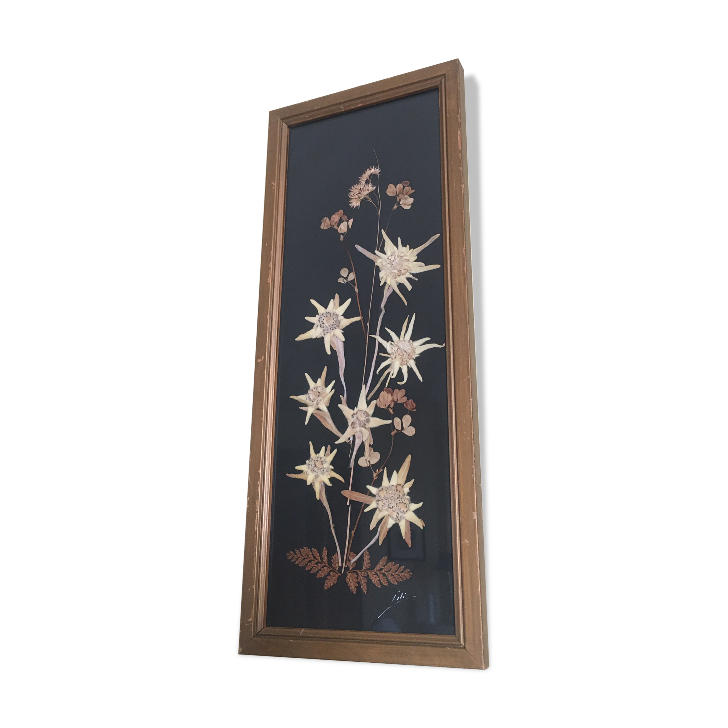 Mountain Herbier Edelweiss