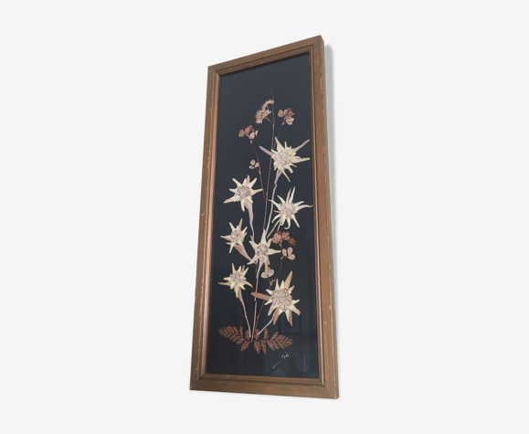 Herbier Edelweiss des montagnes