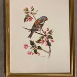 Bird paintings