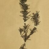 4 herbiers