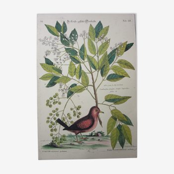Gravure oiseau, petite tourterelle tacheté, repro Catesby/Seligmann