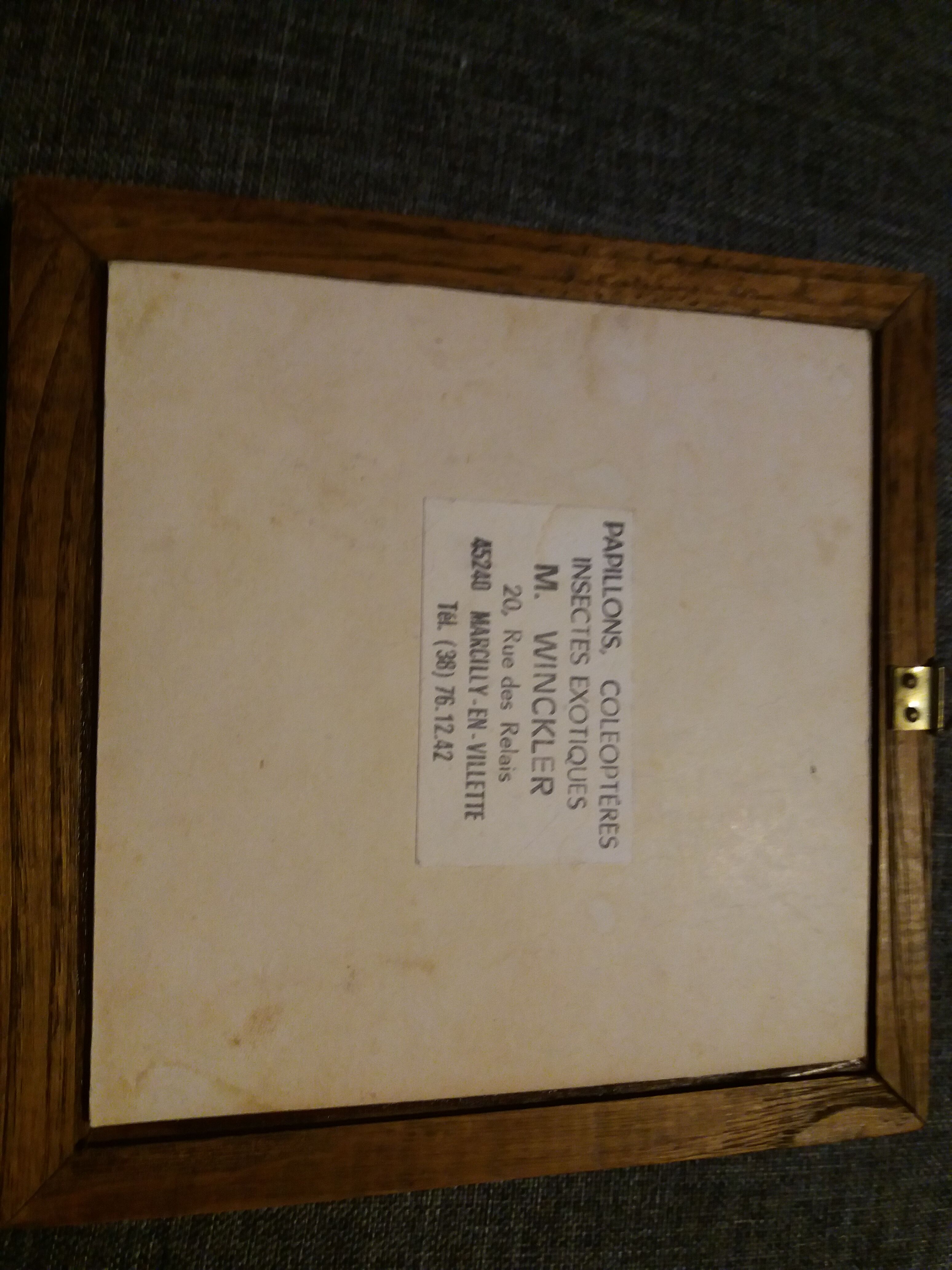 Butterfly papilio phorcas framework