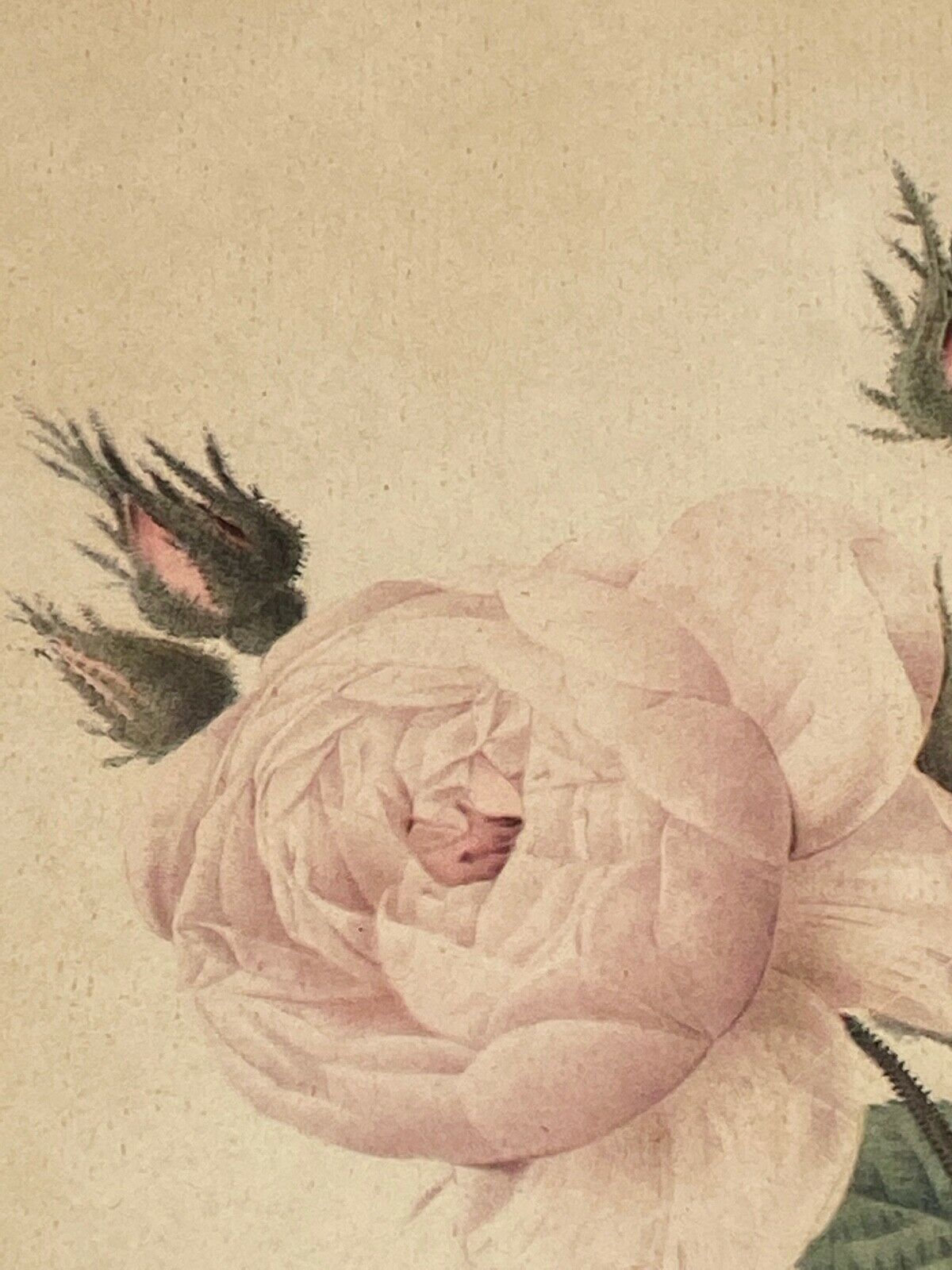 Lithographie rosier redoute Langlois Remond mousseux a fleurs blanches