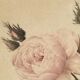 Lithographie rosier redoute Langlois Remond mousseux a fleurs blanches