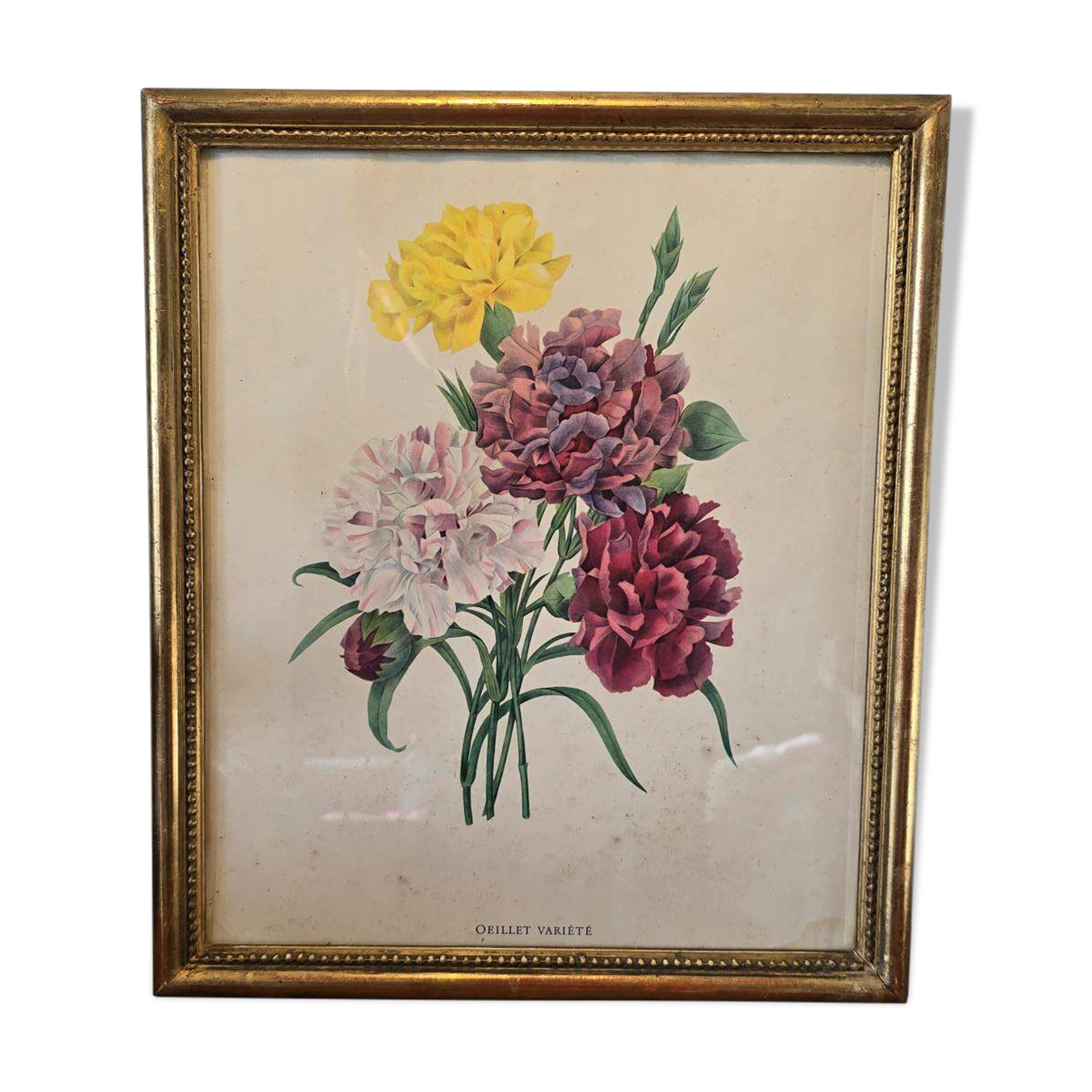 Antique botanical frame – “Carnation Variety” – Gilded wood