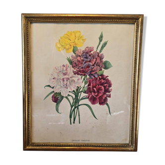 Cadre ancien botanique – « Œillet Variété » – Bois doré