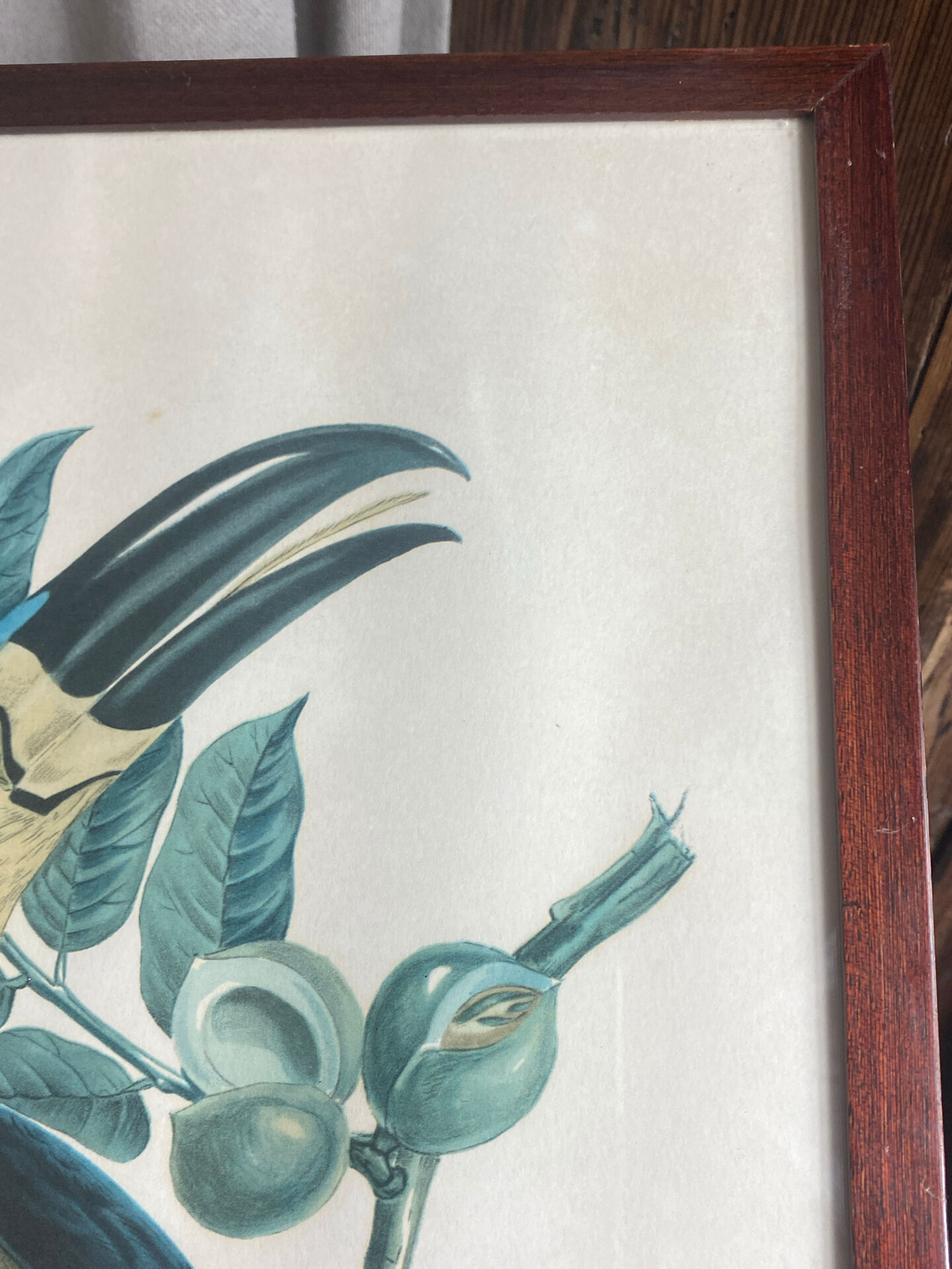 Gravure, Toucan Ariel, Descourtilz