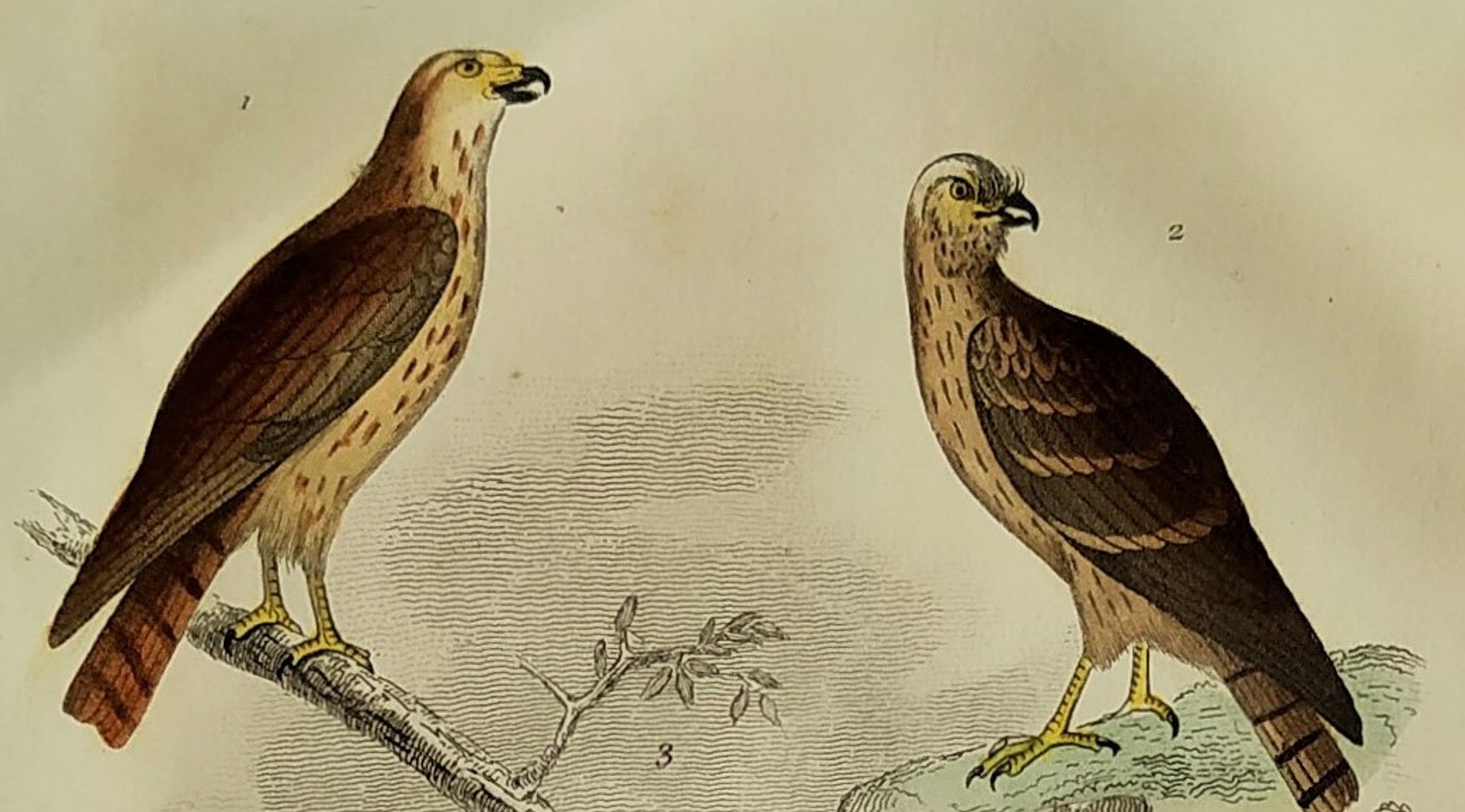 Planche ornithologique originale " Busard - Soubuse - &c... " Buffon 1836
