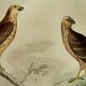 Original ornithological plate "Harrier - Subbuse - &c..." Buffon 1836