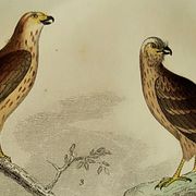 Planche ornithologique originale " Busard - Soubuse - &c... " Buffon 1836