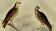 Original ornithological plate "Harrier - Subbuse - &c..." Buffon 1836