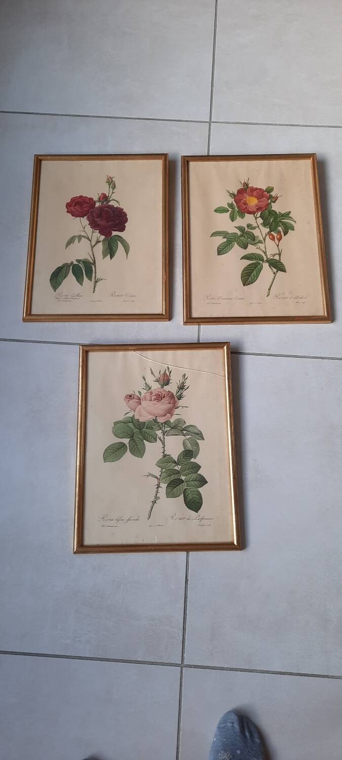 Framed botanical plates