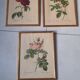Framed botanical plates