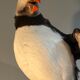 Puffin stuffed atlantic shearwaters