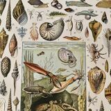 Lithographie sur les mollusques - 1930