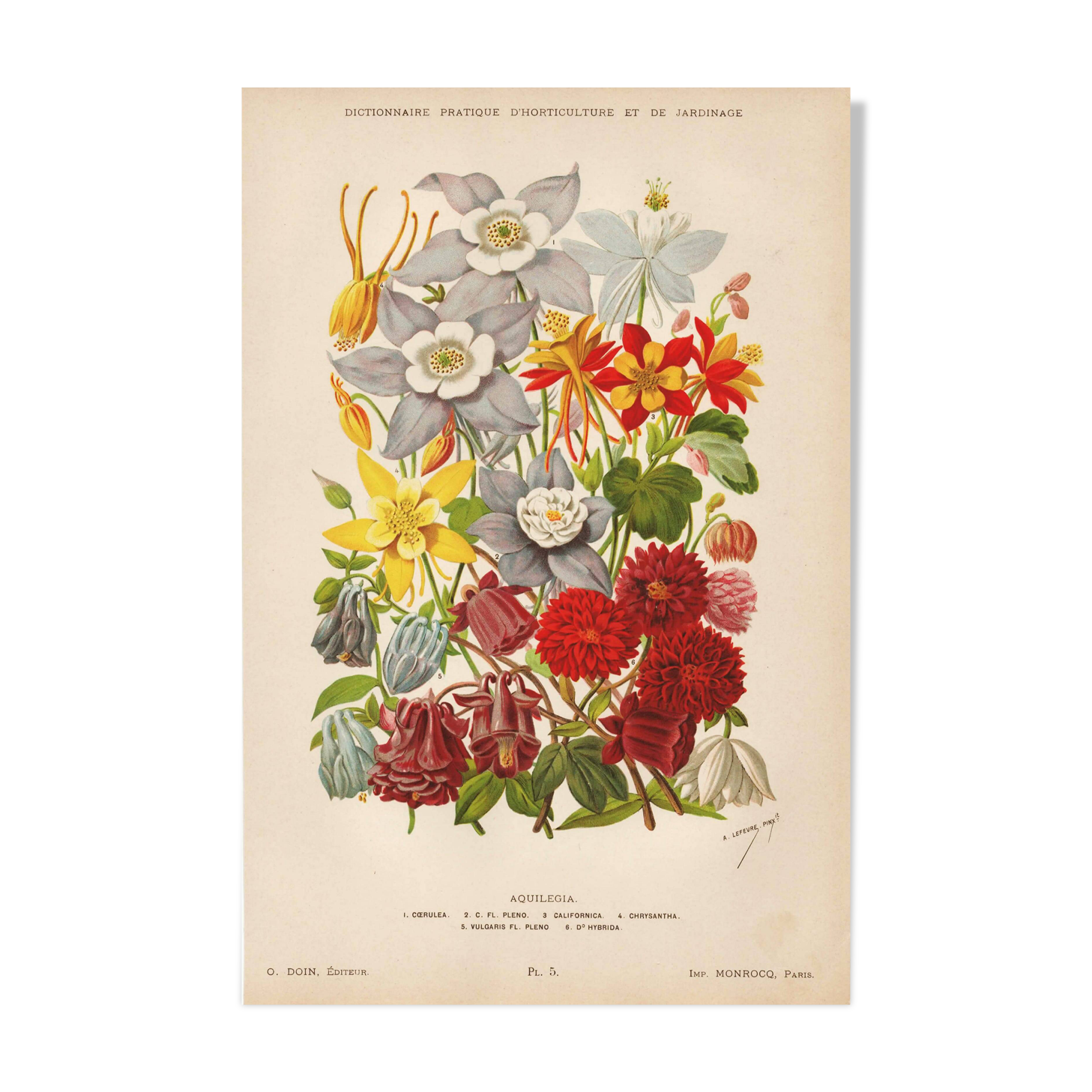 Botanical Engraving 1898 - Aquilegia - Flower in vintage chromolithography