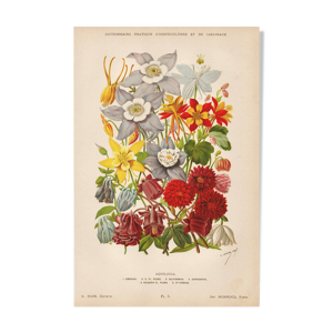 Gravure Botanique 1898 - fleur