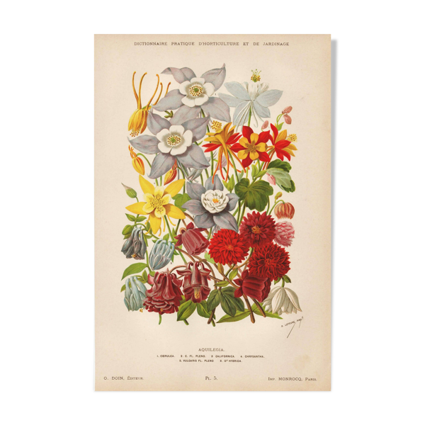 Gravure Botanique 1898 - Aquilegia - Fleur en Chromo-lithographie vintage — Beyit