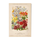 Botanical Engraving 1898 - Aquilegia - Flower in vintage chromolithography