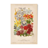 Gravure Botanique 1898 - Aquilegia - Fleur en Chromo-lithographie vintage