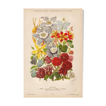 Gravure Botanique 1898 - Aquilegia - Fleur en Chromo-lithographie vintage