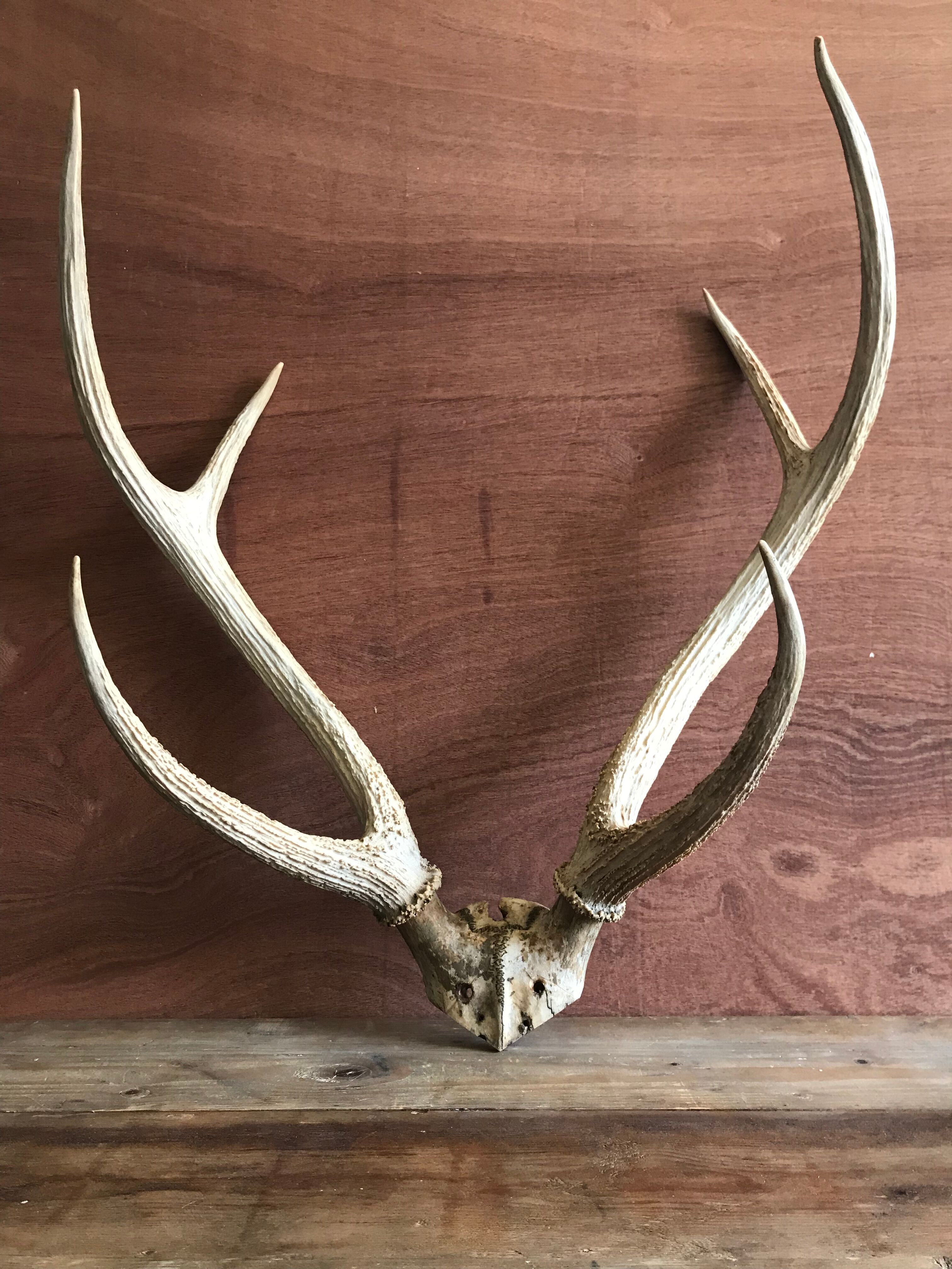 Massacre  woods deer vintage 6 trophy hunting horns
