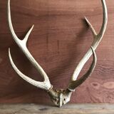 Massacre  woods deer vintage 6 trophy hunting horns