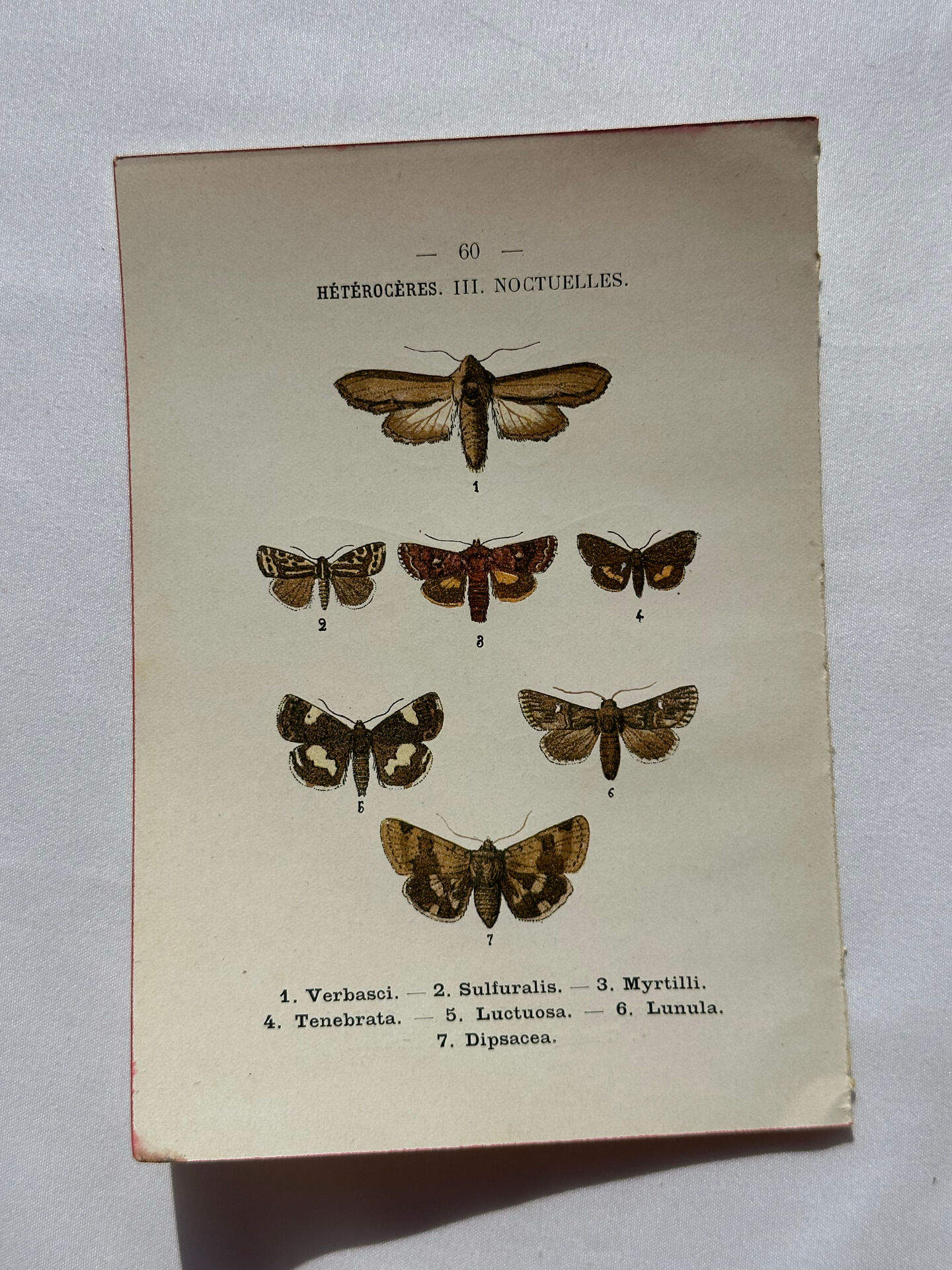 Botanical Plate 1800 Old naturalist engraving 19th century double-sided