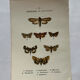 Botanical Plate 1800 Old naturalist engraving 19th century double-sided