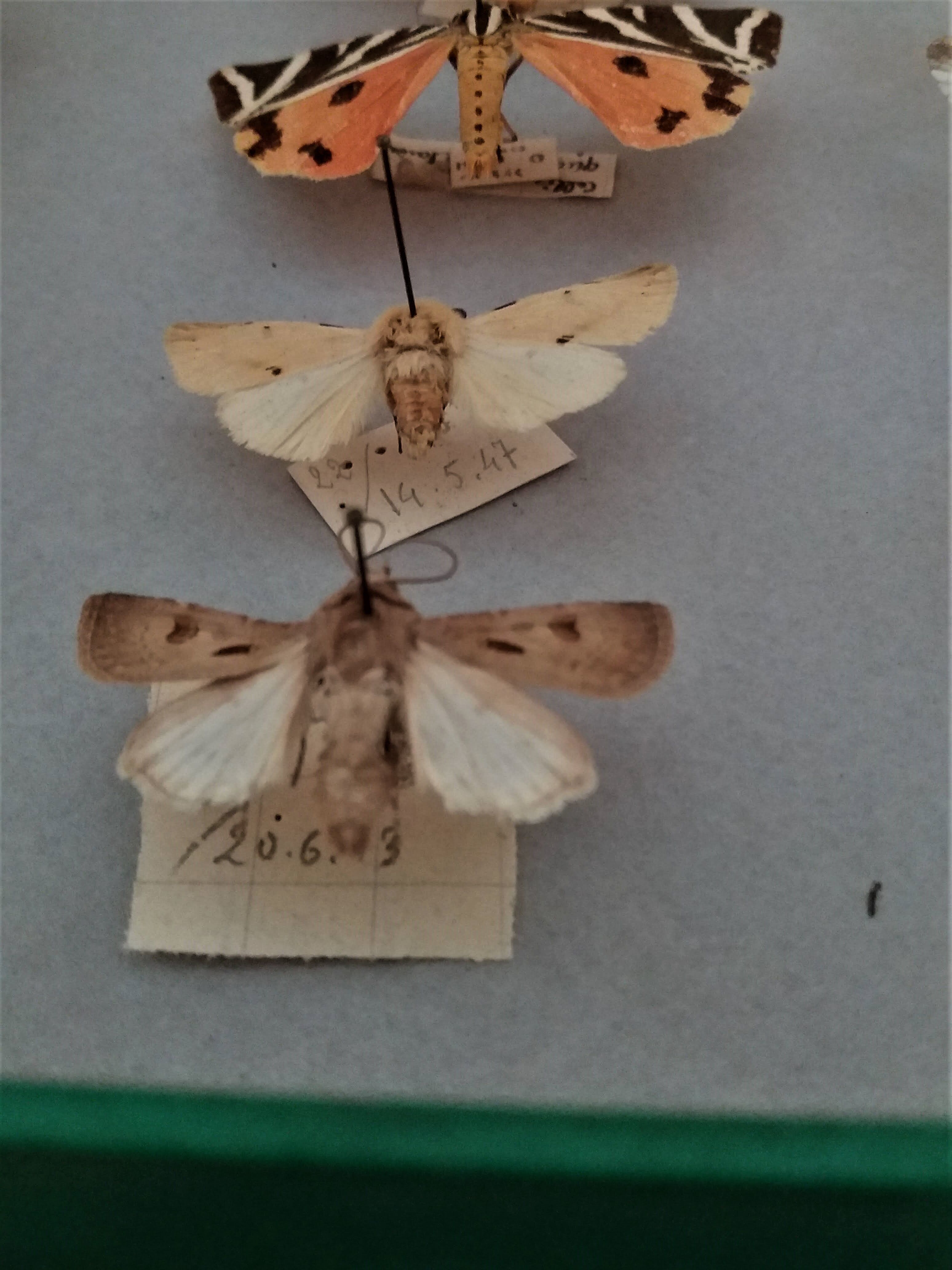 Entomology entomological box with butterflies Nérée Boubée Paris
