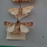 Entomology entomological box with butterflies Nérée Boubée Paris
