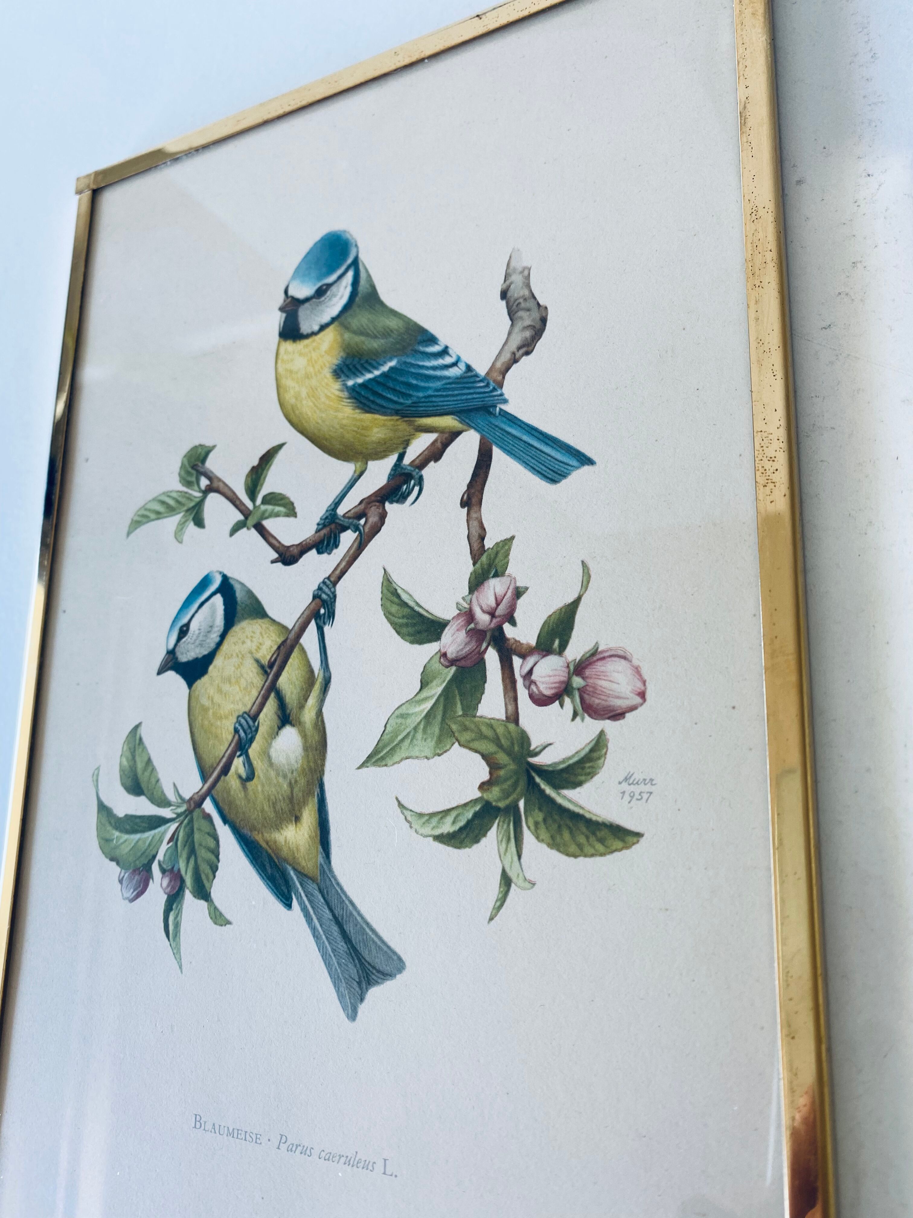 Lithographie ancienne mésanges