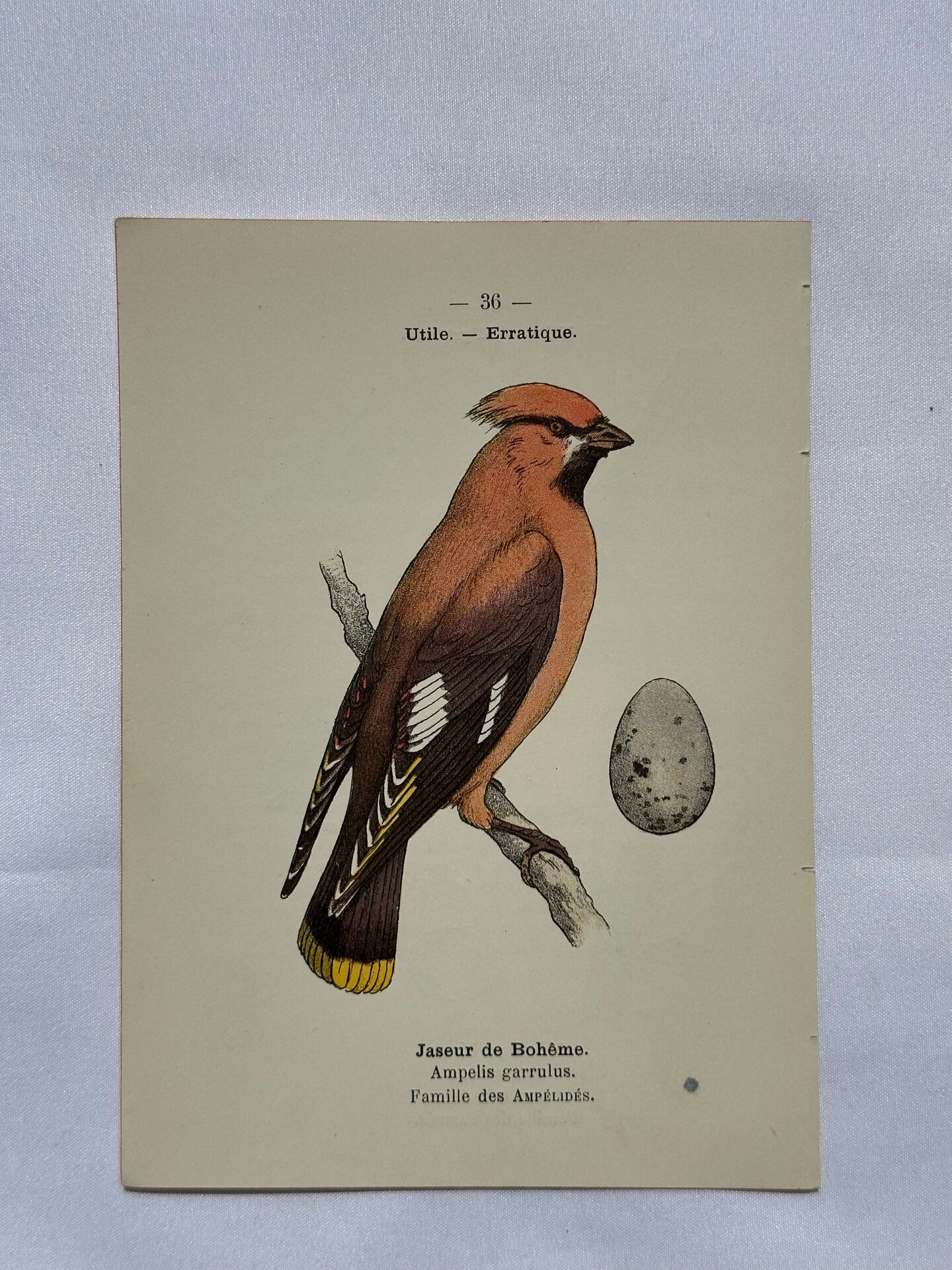 🐦 Botanical Plate Engraving of Birds Naturalist 19th Century Double-sided A