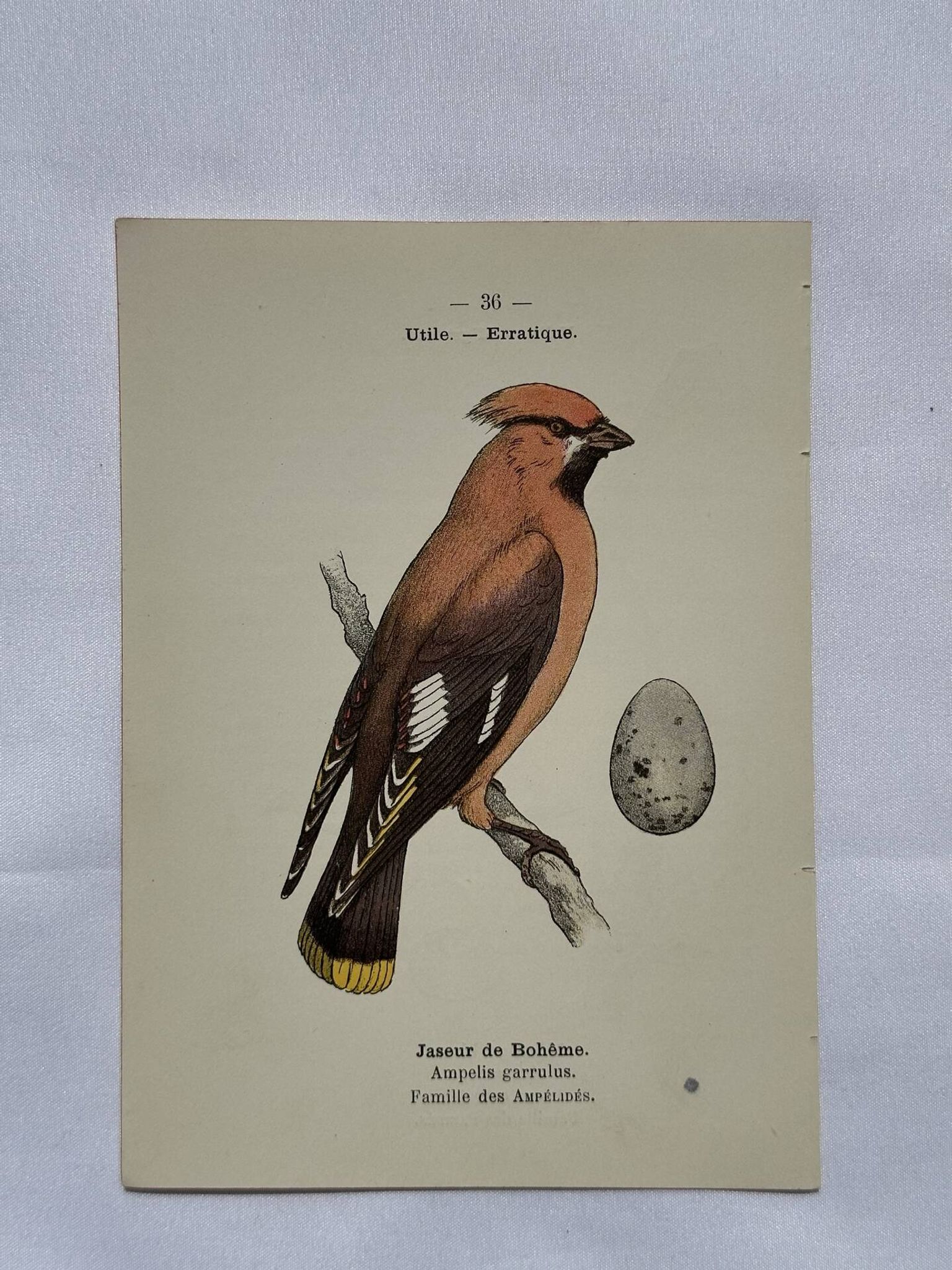 Planche Botanique Gravure oiseaux naturaliste  19eme recto verso  A