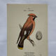 🐦 Botanical Plate Engraving of Birds Naturalist 19th Century Double-sided A