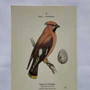 Planche Botanique Gravure oiseaux naturaliste  19eme recto verso  A
