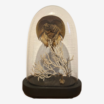 Cloche en verre avec limulus polyphemus
