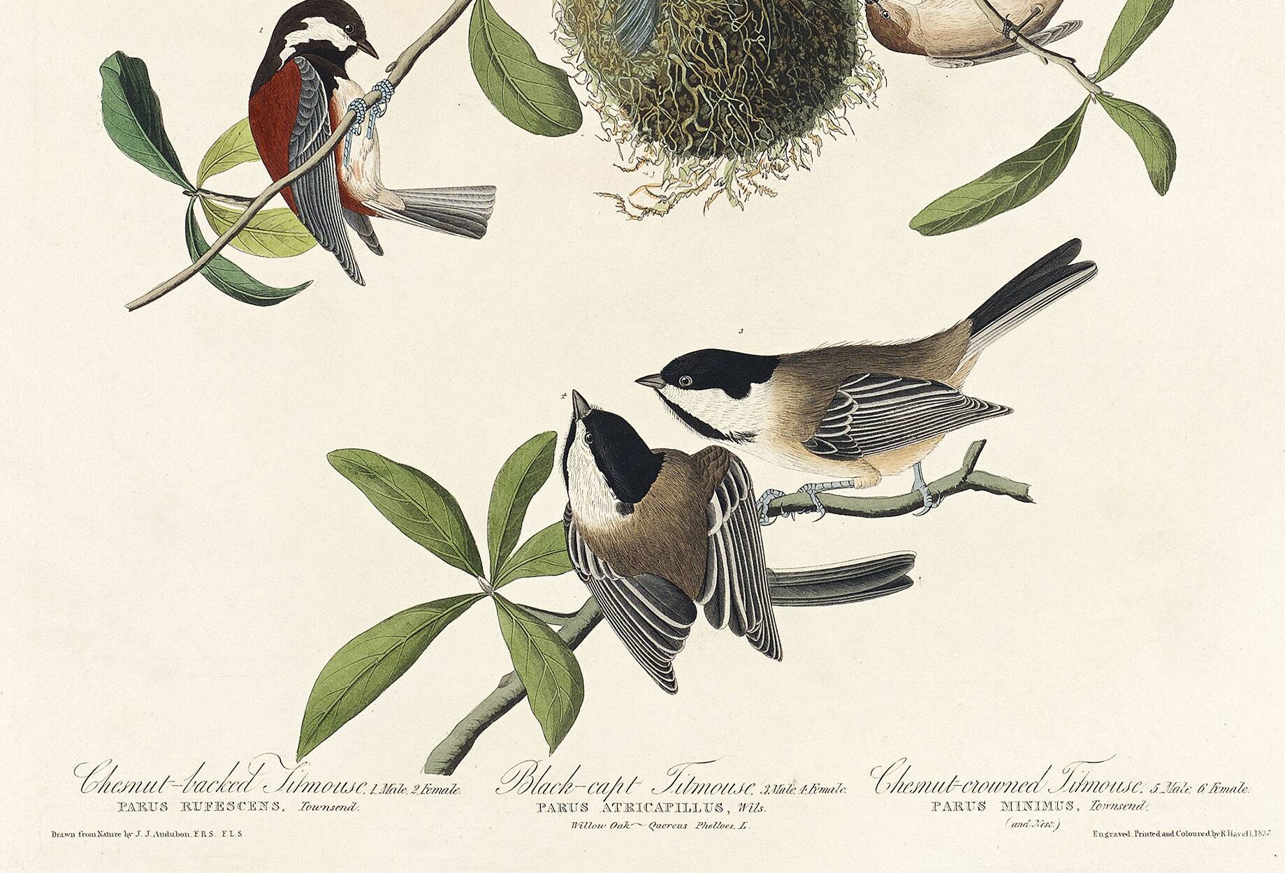 Poster about Tits, based on an old engraving from 1827.