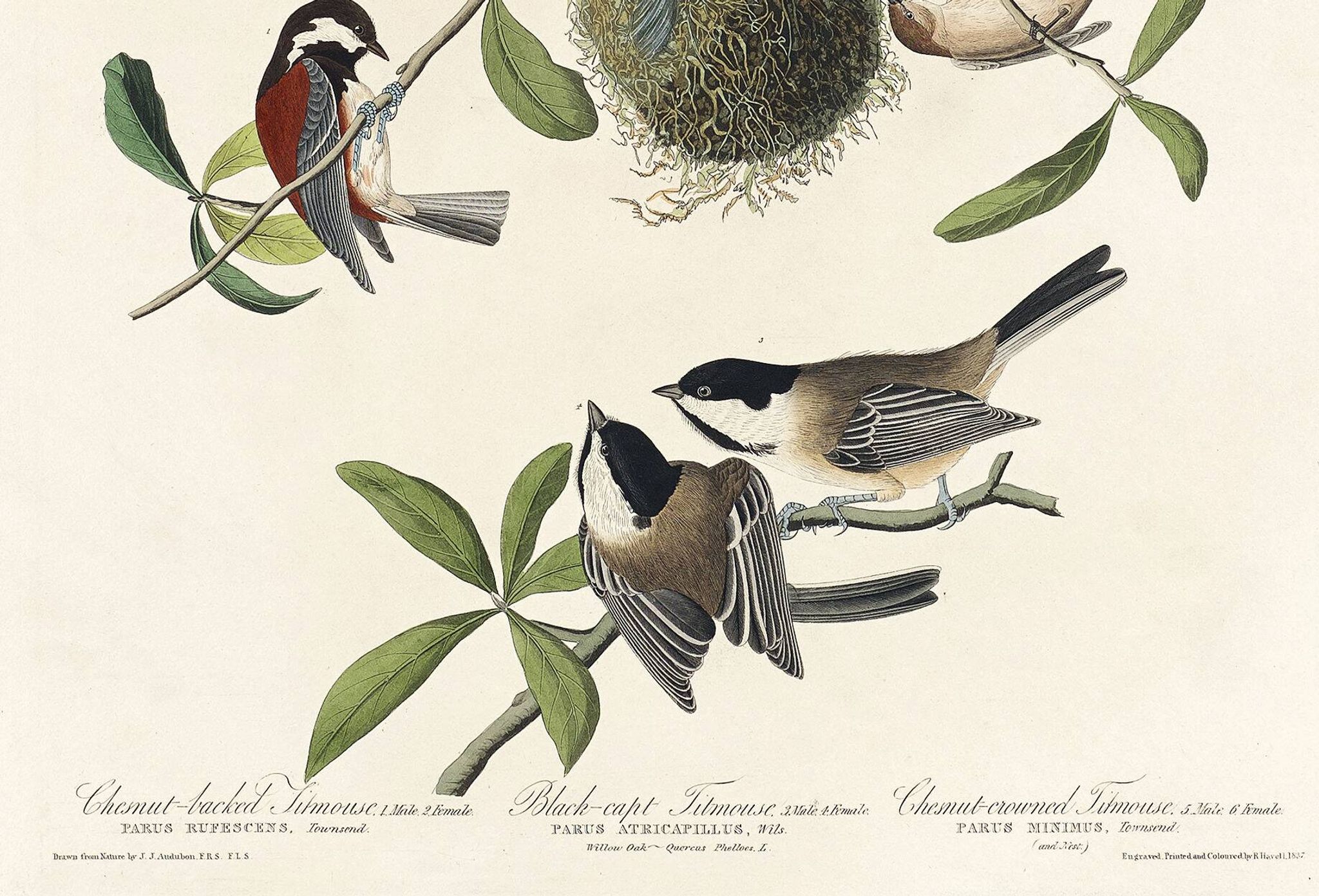 Affiche sur les Mésanges, d’après une gravure ancienne de 1827.