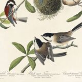 Poster about Tits, based on an old engraving from 1827.