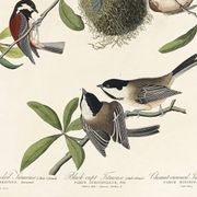 Affiche sur les Mésanges, d’après une gravure ancienne de 1827.