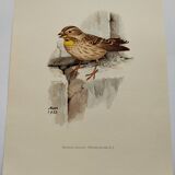 Old bird plate from the 1960s - Soulcie sparrow - Nature zoological illustration