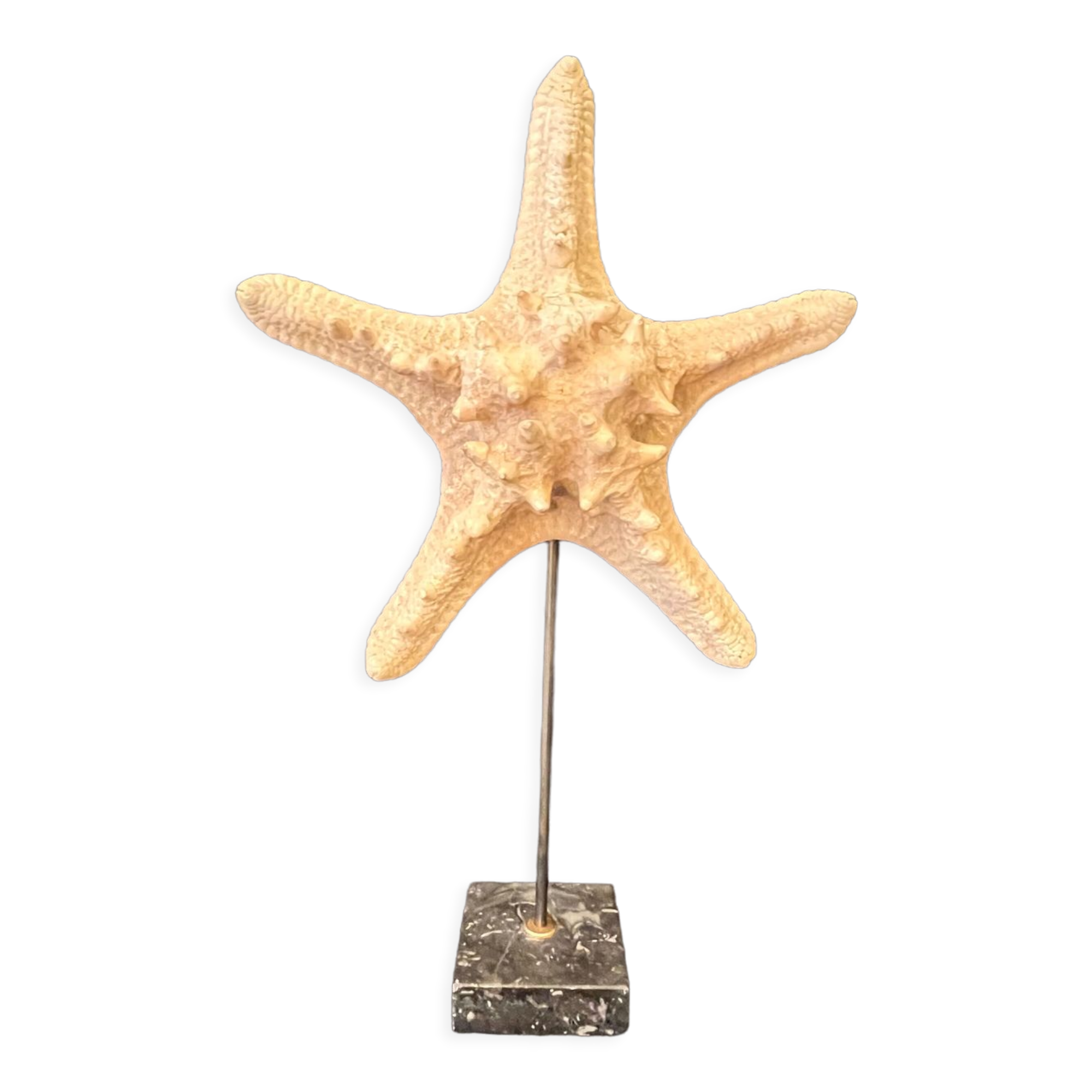 Natural starfish on marble base old cabinet of curiosities vintage shell