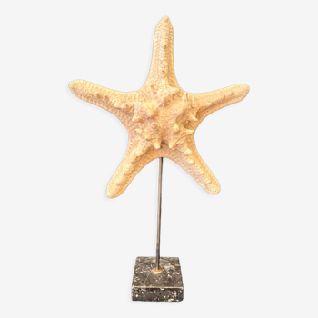 Etoile de mer naturelle sur socle en marbre ancien cabinet de curiosités vintage coquillage